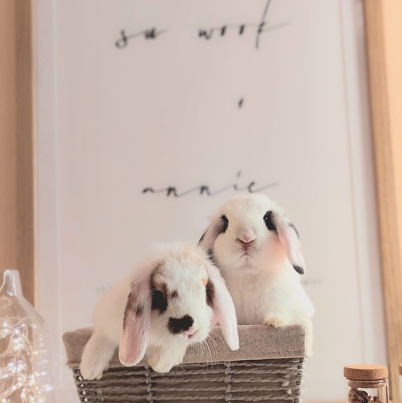 Meet your Posher, Annie - Picture 1 of 1